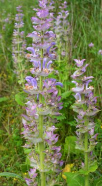 Clary sage (Salvia sclarea) vahşi doğada yetişir.