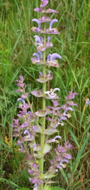 Clary sage (Salvia sclarea) vahşi doğada yetişir.