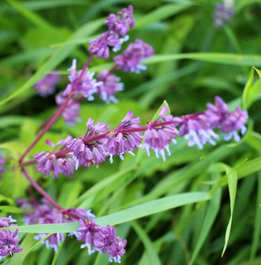 Vahşi doğada, Salvia verticillata otları arasında çiçek açar.