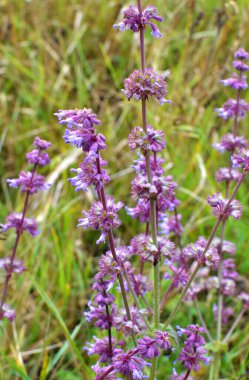 Vahşi doğada, Salvia verticillata otları arasında çiçek açar.