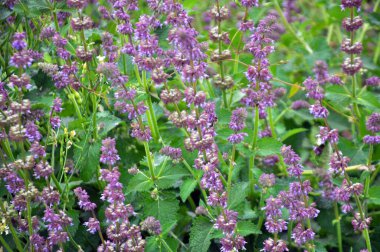 Vahşi doğada, Salvia verticillata otları arasında çiçek açar.