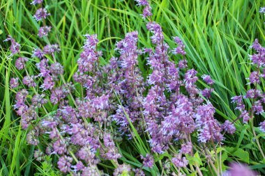 Vahşi doğada, Salvia verticillata otları arasında çiçek açar.