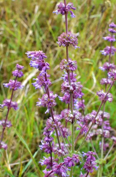 Vahşi doğada, Salvia verticillata otları arasında çiçek açar.