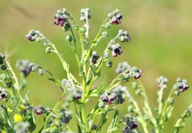 Vahşi doğada, Cynoglossum otlar arasında çiçek açar.