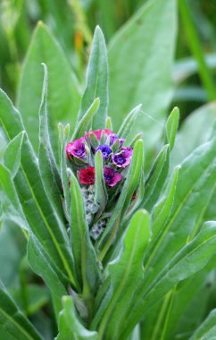 Vahşi doğada, Cynoglossum otlar arasında çiçek açar.