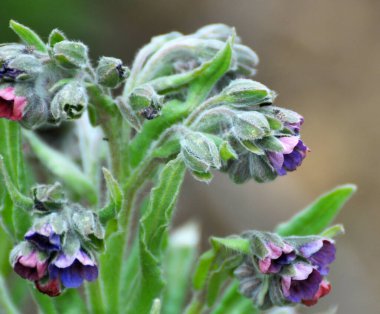 Vahşi doğada, Cynoglossum otlar arasında çiçek açar.