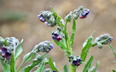 Vahşi doğada, Cynoglossum otlar arasında çiçek açar.