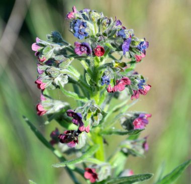 Vahşi doğada, Cynoglossum otlar arasında çiçek açar.