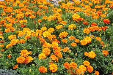 Çiçek tarlasında çalılar çiçek açar (tagetes) - Paskalya ailesinin yıllık bitkisi