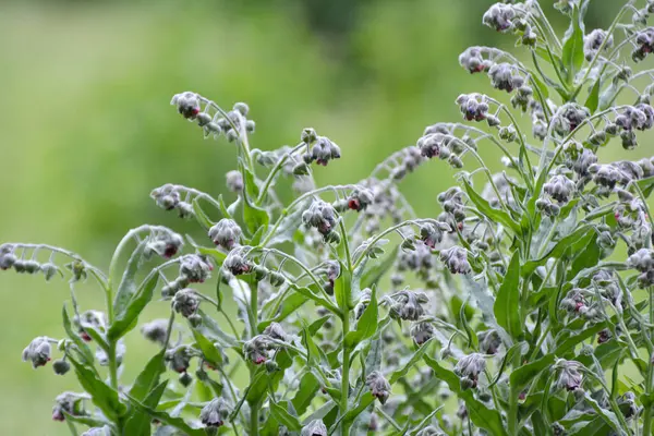 Vahşi doğada, Cynoglossum otlar arasında çiçek açar.