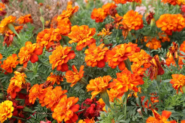 Çiçek tarlasında çalılar çiçek açar (tagetes) - Paskalya ailesinin yıllık bitkisi
