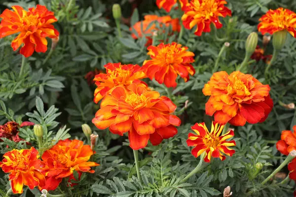 Çiçek tarlasında çalılar çiçek açar (tagetes) - Paskalya ailesinin yıllık bitkisi