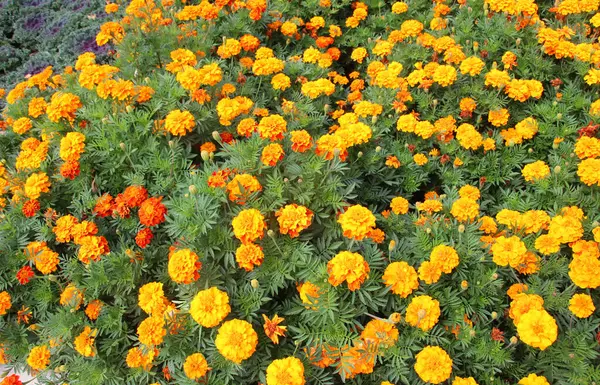 Çiçek tarlasında çalılar çiçek açar (tagetes) - Paskalya ailesinin yıllık bitkisi