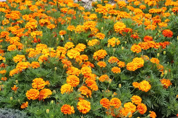 Çiçek tarlasında çalılar çiçek açar (tagetes) - Paskalya ailesinin yıllık bitkisi