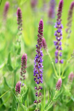 Sage (salvia nemorosa) yabani otların arasında yetişir.