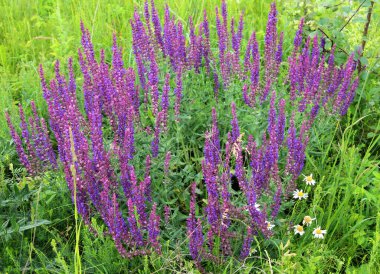 Sage (salvia nemorosa) yabani otların arasında yetişir.