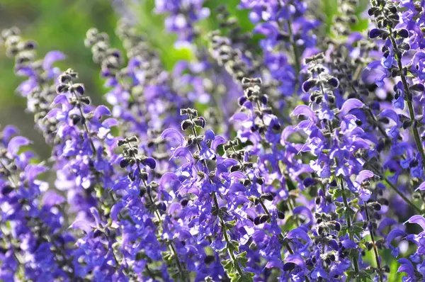 Yaz çayırlarında (Salvia pratensis) yabani otlar arasında çiçek açar.