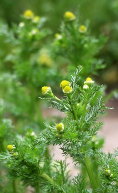 Kokulu papatya çayı (Matrikaria diskoidea) vahşi doğada yetişir. 
