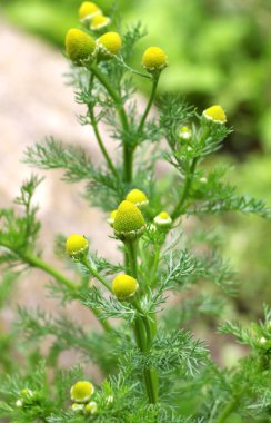 Kokulu papatya çayı (Matrikaria diskoidea) vahşi doğada yetişir. 