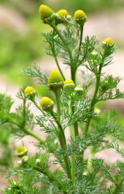 Kokulu papatya çayı (Matrikaria diskoidea) vahşi doğada yetişir. 