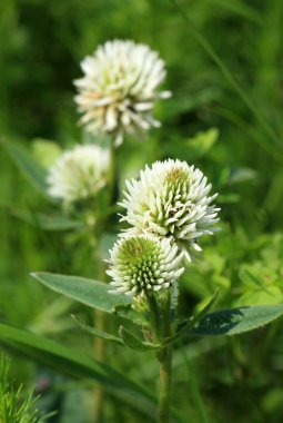 Vahşi doğada, dağ yoncası (Trifolium montanum) otların arasında yetişir.