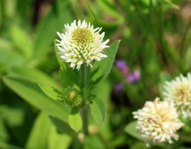 Vahşi doğada, dağ yoncası (Trifolium montanum) otların arasında yetişir.