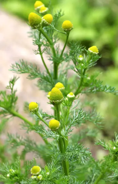 Kokulu papatya çayı (Matrikaria diskoidea) vahşi doğada yetişir. 