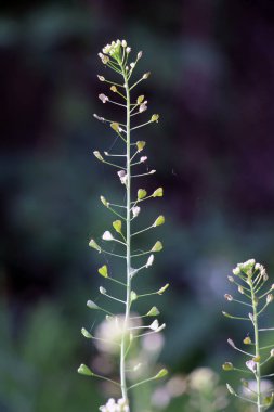 Doğada, tarla Capsella bursa-pastoris yetiştirir.