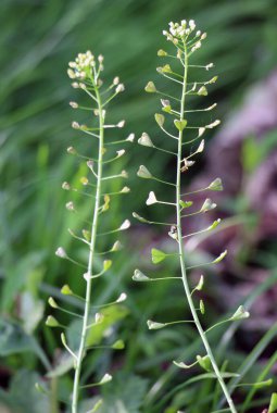 Doğada, tarla Capsella bursa-pastoris yetiştirir.