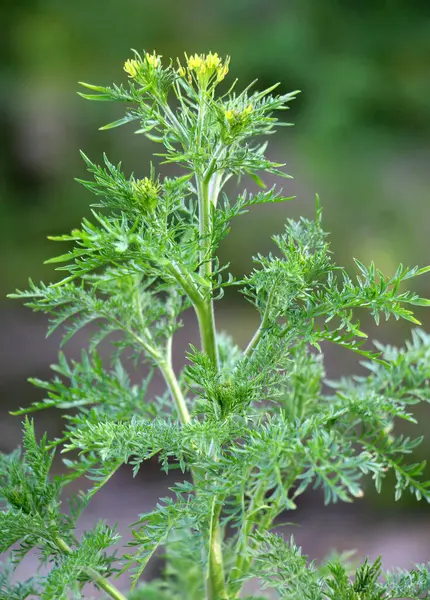 Baharda Descurainia doğada büyür.