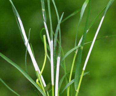 Clavicipitaceae ailesinin Epichloe mantarından etkilenmiş tahıl gevreği.