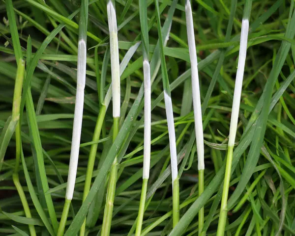 Clavicipitaceae ailesinin Epichloe mantarından etkilenmiş tahıl gevreği.