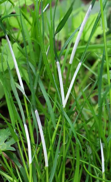 Clavicipitaceae ailesinin Epichloe mantarından etkilenmiş tahıl gevreği.