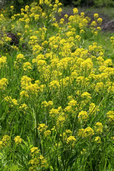 Bunias orientalis vahşi doğada büyür ve çiçek açar.