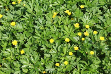 Yabani otların arasında sürünen düğün çiçeği (Ranunculus tövbe eder) yetişir.