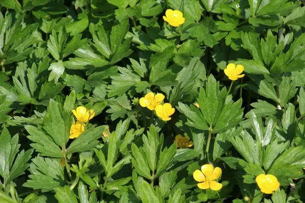 Yabani otların arasında sürünen düğün çiçeği (Ranunculus tövbe eder) yetişir.