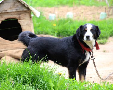 Köy bahçesinde köpek kulübesinin yanında bir bekçi köpeği var.