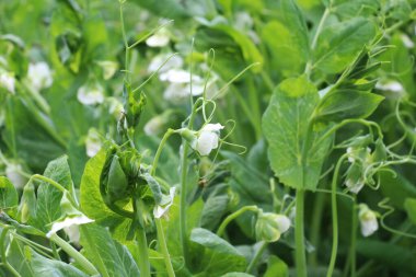 Açık organik toprakta bezelyeler (Pisum sativum) çiçek açar