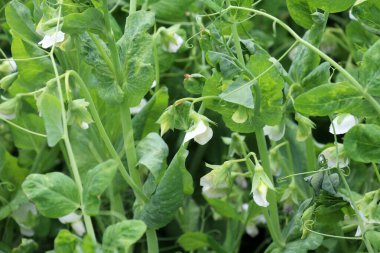 Açık organik toprakta bezelyeler (Pisum sativum) çiçek açar