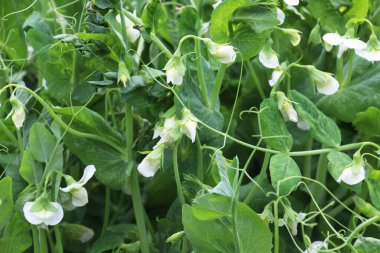 Açık organik toprakta bezelyeler (Pisum sativum) çiçek açar