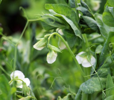 Açık organik toprakta bezelyeler (Pisum sativum) çiçek açar