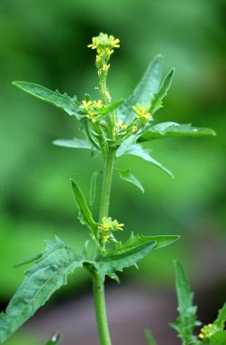 Sisymbrium officinale yazın doğada büyür.