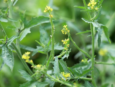 Sisymbrium officinale yazın doğada büyür.
