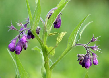 Çayırda, yabani otların arasında kuş (Symphytum officinale) çiçek açıyor.