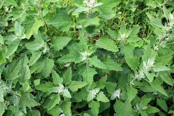 Beyaz kaz ayağı (Chenopodium albümü) vahşi doğada yetişir