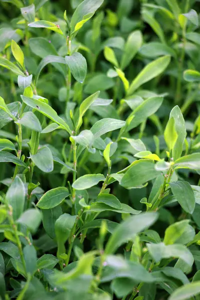 Poligonum aviculare otları vahşi doğada yetişir.