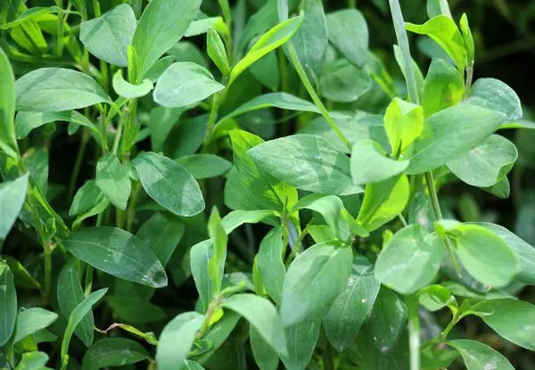 Poligonum aviculare otları vahşi doğada yetişir.