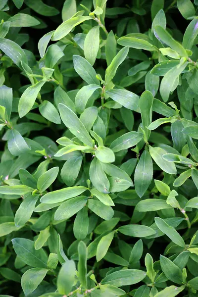 Poligonum aviculare otları vahşi doğada yetişir.