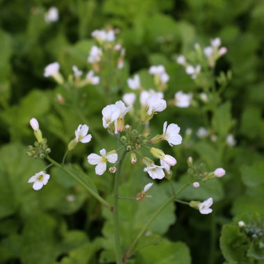 Turplar açtıktan sonra tohum kabukları oluşur..