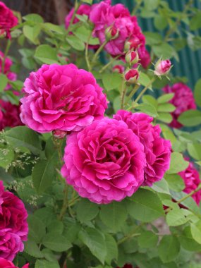 Bahçede bir çay gülü (Rosa odorata) çiçek açıyor